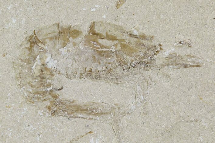 Cretaceous Fossil Shrimp - Lebanon #107446